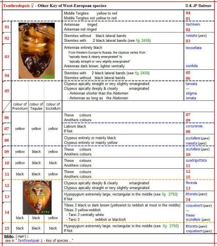 Réf. 344 063 : Tenthredopsis divers